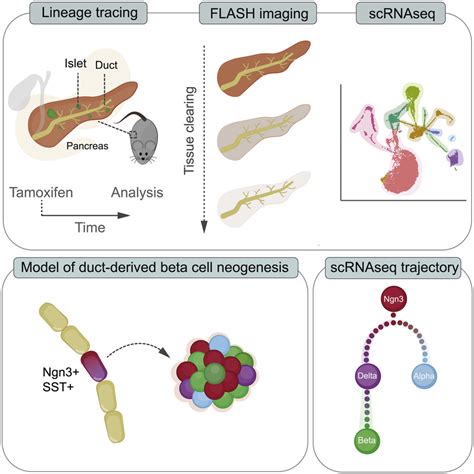 Ductal Ngn Expressing Progenitors Contribute To Adult Cell