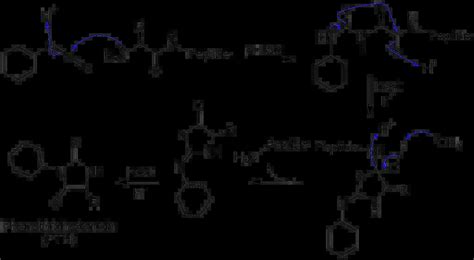 Peptide Bond Definition Structure Formation Hydrolysis Examples Biology Notes Online