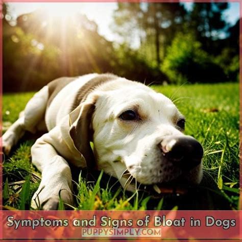 Bloat In Dogs Symptoms Causes And Treatment