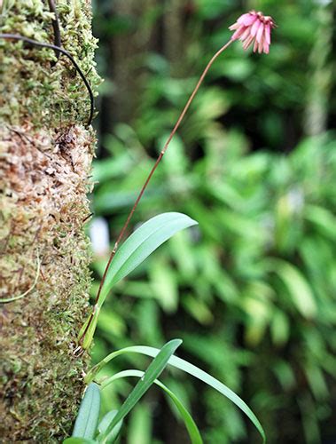 Bulbophyllum Zamboangense