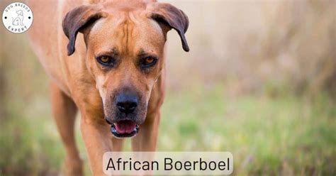 The African Boerboel: Dangerous Dog or Great Family Pet?