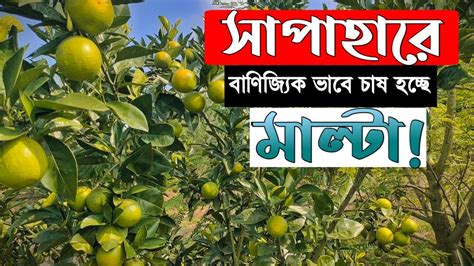 সাপাহারে বাণ্যিজিক ভাবে চাষ হচ্ছে বারি ১ মাল্টা Youtube