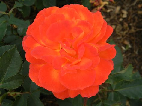 Rosa Super Trouper Orange Floribunda Rose Bred By Gareth F Flickr