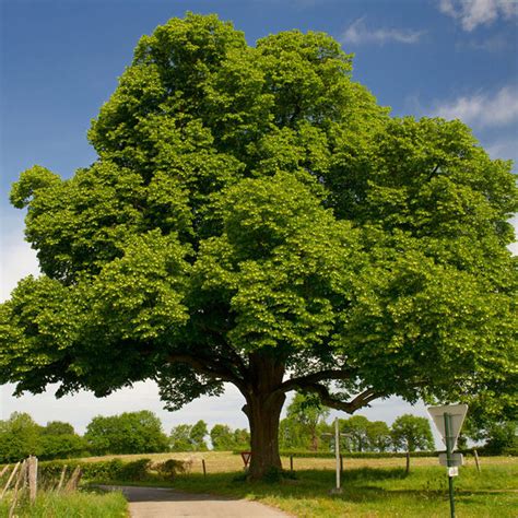 Chinese Chestnut Tree | Roasting Chestnuts | PlantingTree.com ...