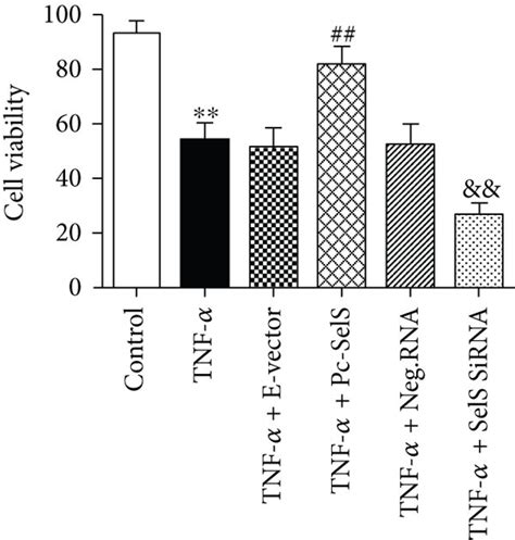 Effect Of Sels On The Viability Of Huvecs And No And Enos Expressions Download Scientific