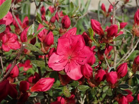 Azaleas James St John Flickr