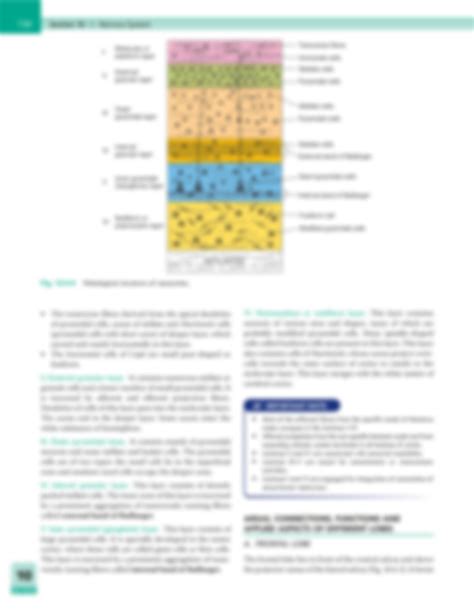 SOLUTION Physiological Anatomy And Functions Of Cerebral Cortex And