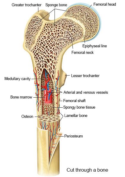 Bones – Bioactive Collagen Peptides