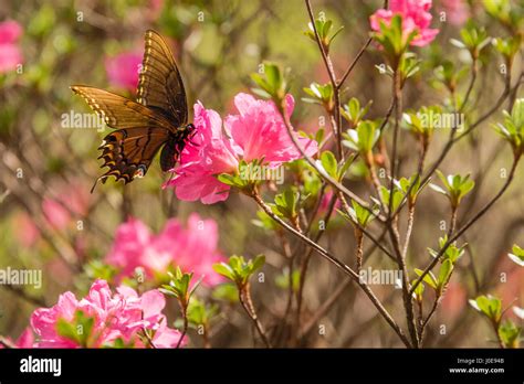 Butterfly On Pink Azaleas At Honor Heights Park Azalea Festival In