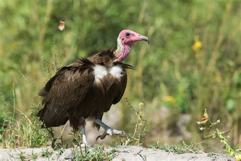 Meet the Hooded Vulture - The Scavenger’s Diet, Habitat, and Fun Facts