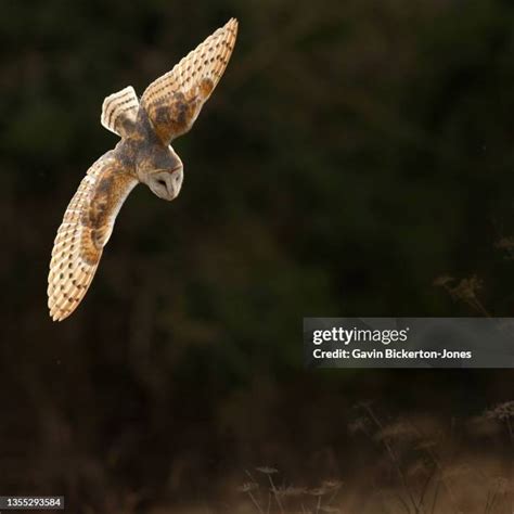 43 Swooping Owl Stock Photos High Res Pictures And Images Getty Images