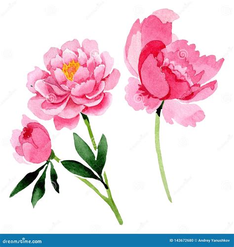 Pink Peony Floral Botanical Flowers Watercolor Background Illustration