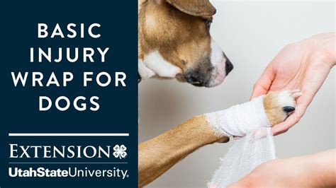 Basic Injury Wrap For Dogs Youtube