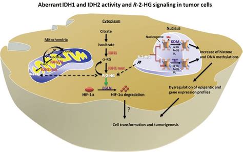 IDH mutant and epigenetic