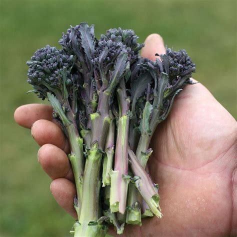 Purple Sprouting Broccoli Seeds Grow Your Own Delicious Broccoli