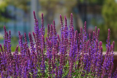 Flores Plantas Arbusto De Foto Gratis En Pixabay Pixabay