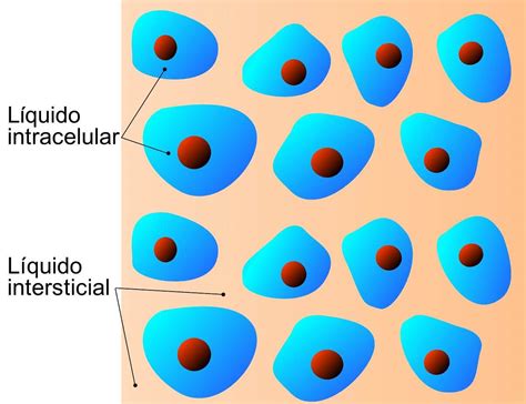 L Quido Extracelular E Intracelular Librain