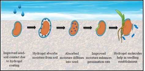 Hydrogel Seed Coating For Sustained Moisture Availability During The