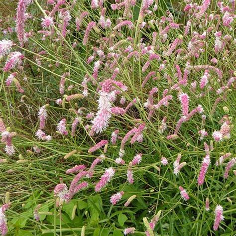 Petite Pimprenelle Sanguisorba Minor En Plant