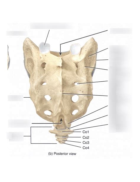 Posterior View Of Sacrum Diagram Quizlet