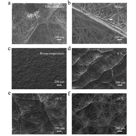 Morphologies Of Cryogenic E Spun Pcl Films Obtained Through Sem A