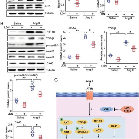 Treatment Of Ldn Suppresses Ang Ii Induced Oxidative Stress