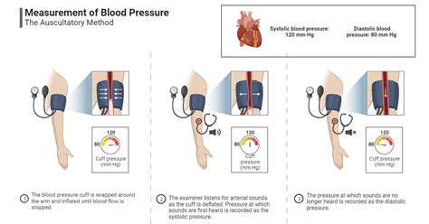 Blood Pressure: Definition, Measurement, Mechanism