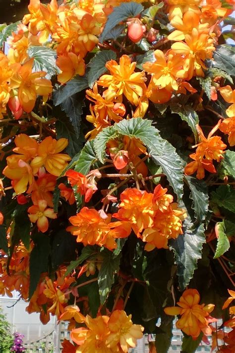 Details 232 Picture Begonias Perennes Abzlocal Mx