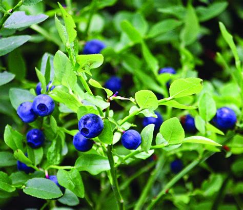 Vaccinium Myrtillus Bilberry Seed Oil Extract Mdedge Dermatology