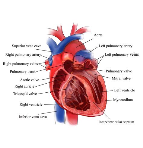 Interior View Of The Human Heart