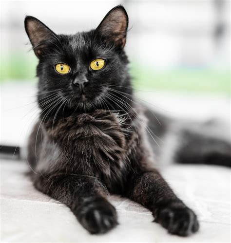 Un Hermoso Gato Negro Con Ojos Amarillos Foto Premium