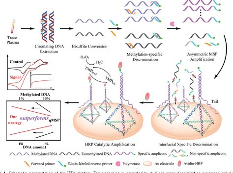 Figure 1 From Single Copy Sensitive Electrochemical Assay For