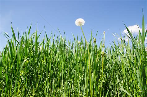 绿草中的老天空宏观季节脆弱性植物群种子生活公园太阳生长高清图片下载 正版图片321745820 摄图网