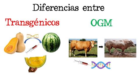 Qual A Diferença Entre Transgênicos E Organismos Geneticamente Modificados