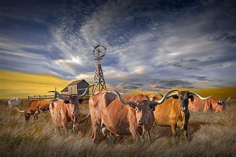 Texas Longhorn Cattle in Iconic Ranch Life With Rustic Farm Wall Decor Photo, Western Ranch ...