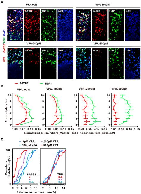 Vpa Exposure Caused Disorganization Of Cortical Lamination And Loss Of