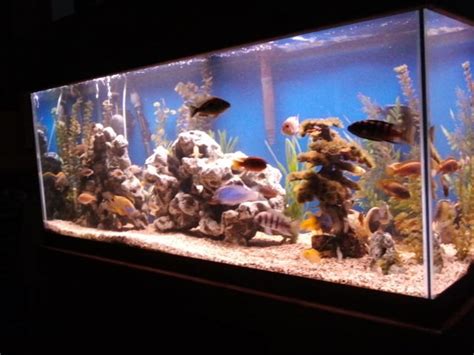 Photo Gal African Cichlid Tank African Cichlids