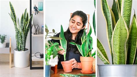 How To Grow Snake Plant Faster Propagate And Care Indoors You