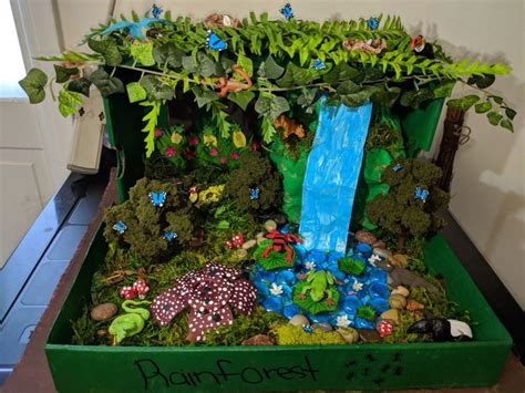 Rainforest Diorama Habitat Project