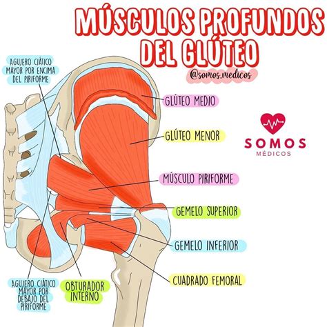 Musculos Da Regiao Glutea Librain