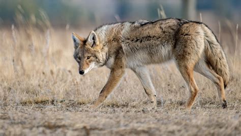 O Coiote É Um Animal Onívoro - Coiote: características, habitat, alimentação - PrePara ENEM