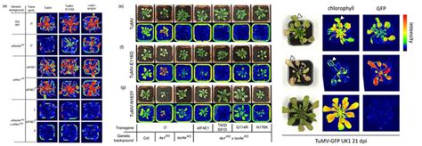 植物荧光活体成像技术及其应用 知乎