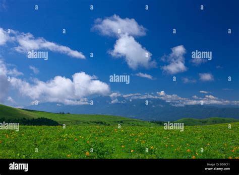 Daylily field and blue sky with clouds Stock Photo - Alamy