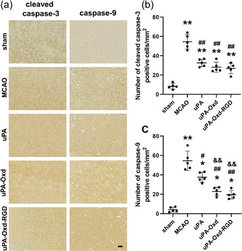 Expression Of Apoptosis Related Proteins A Immunohistochemical