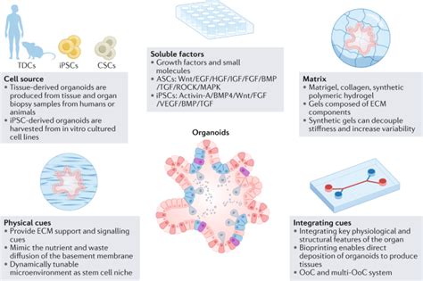 类器官 Nature Reviews Methods Primers X MOL