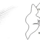 Skeletal anatomy of the pectoral fin (Left) and a simplified... | Download Scientific Diagram