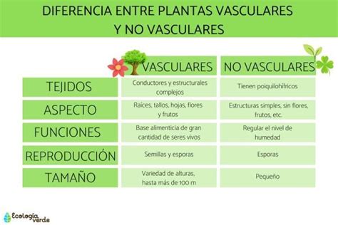 Diferencia Entre Plantas Vasculares Y No Vasculares Resumen Hot