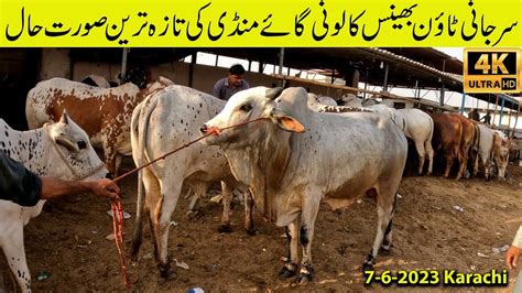 Cow Mandi Surjani Town Bhains Colony 7 6 2023 Karachi Healthy Cow And