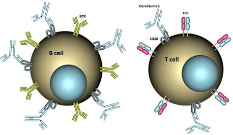 Cells Free Full Text Ocrelizumab Depletes Cd20 T Cells In Multiple Sclerosis Patients