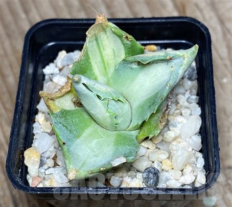 SHPR13348 Agave isthmensis Ohi Raijin Shiro Nakafu Кактус онлайн